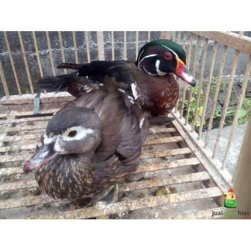 

TELUR BEBEK HIAS CAROLINE FERTIL ASLI UNTUK DITETASKAN