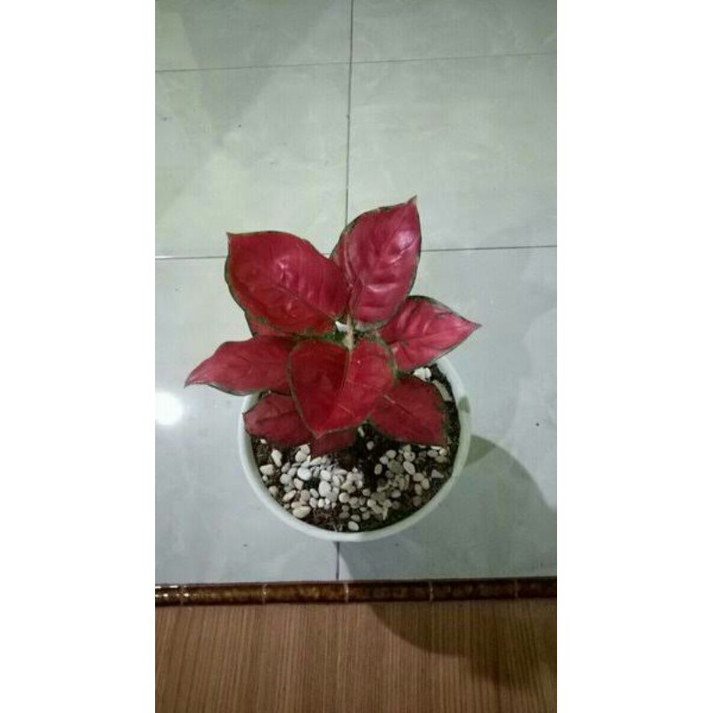 Red anjamani-tanaman aglonema red ajamani-Aglaonema red anjani-pohon red anjani//Bilqis-RED ANJANI