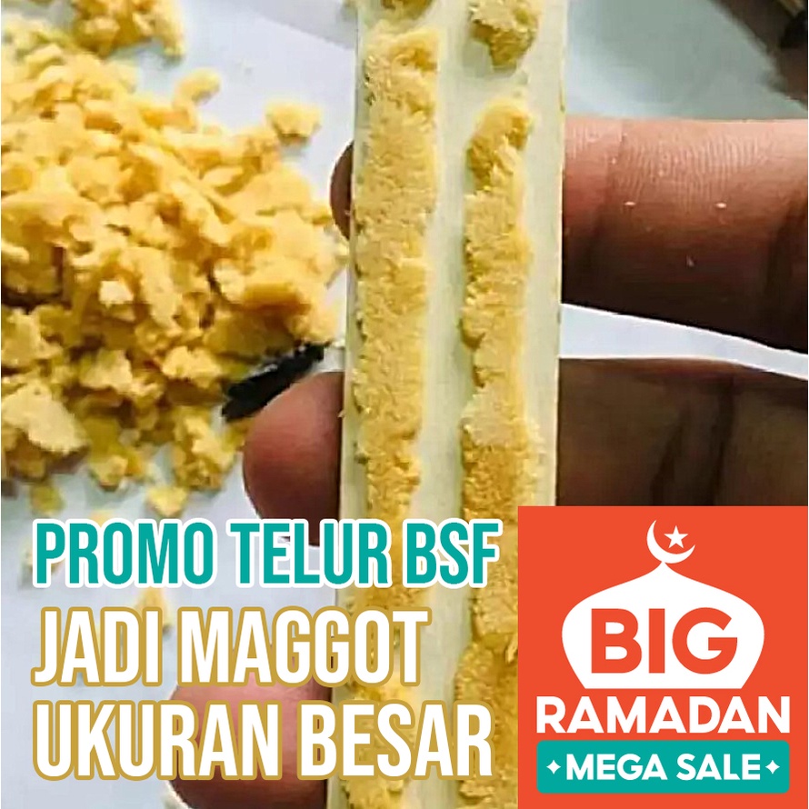 PROMO TERBATAS Telur BSF Biomagg