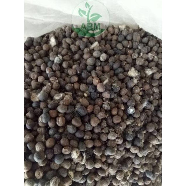 $_$ BENIH BIJI KAPUK RANDU KLENTENG ~€