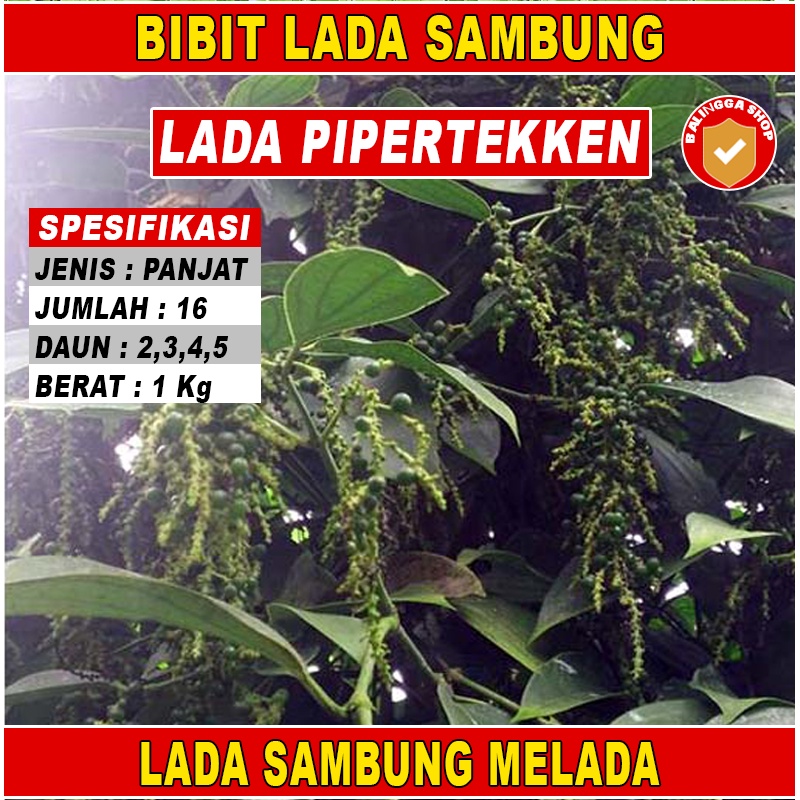 16 Bibit Lada India Piperteken Lada Unggul Malai Bercabang