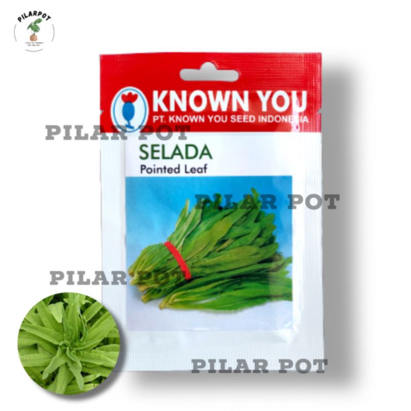 Jual Benih Bibit Selada Wangi Siomak Known You Seed Kys Pointed Leaf