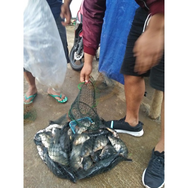 umpan ikan mas siap pakai umpan juara kualitas super