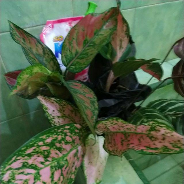 Tanaman Hias Aglonema Engheng-hengheng