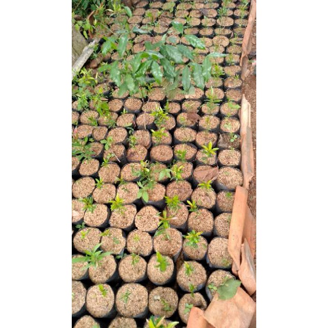 

bibit Pohon Pucuk Merah
