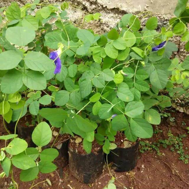 Telang Biru - Tanaman Herbal