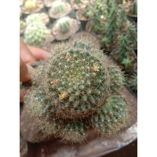 kaktus benang kusut besar/kaktus murah/kaktus ownroot