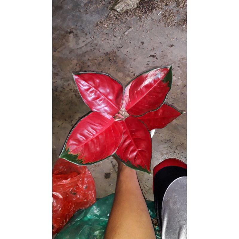 AGLONEMA SUKSOM MERAH CANTIK