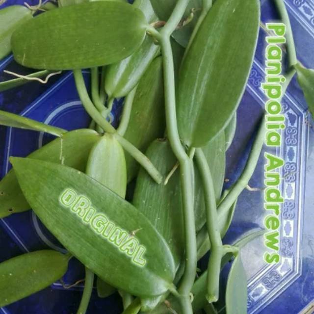 Bibit vanili stek vanilla 3 ruas paneli panili planipolia dan tahiti