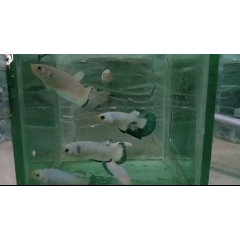 

ikan cupangblueriem