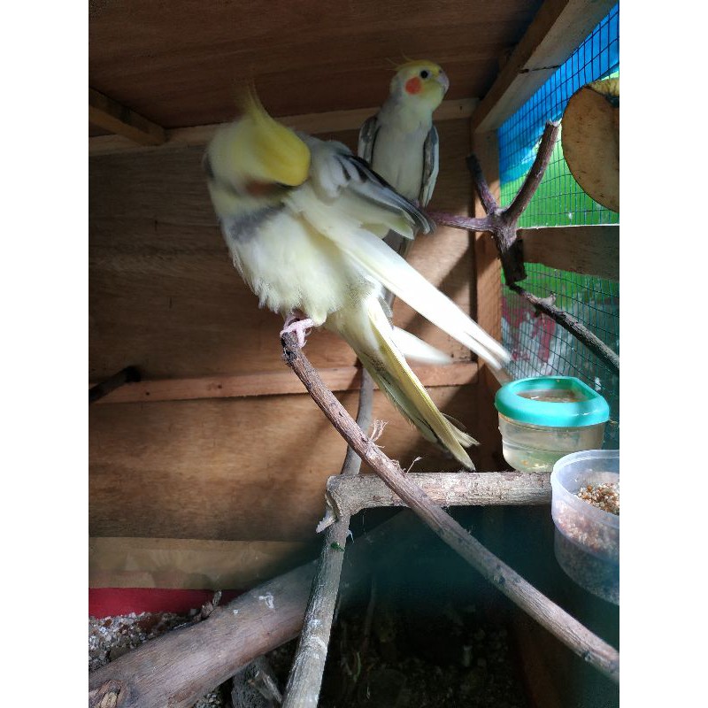 parkit australia/falk