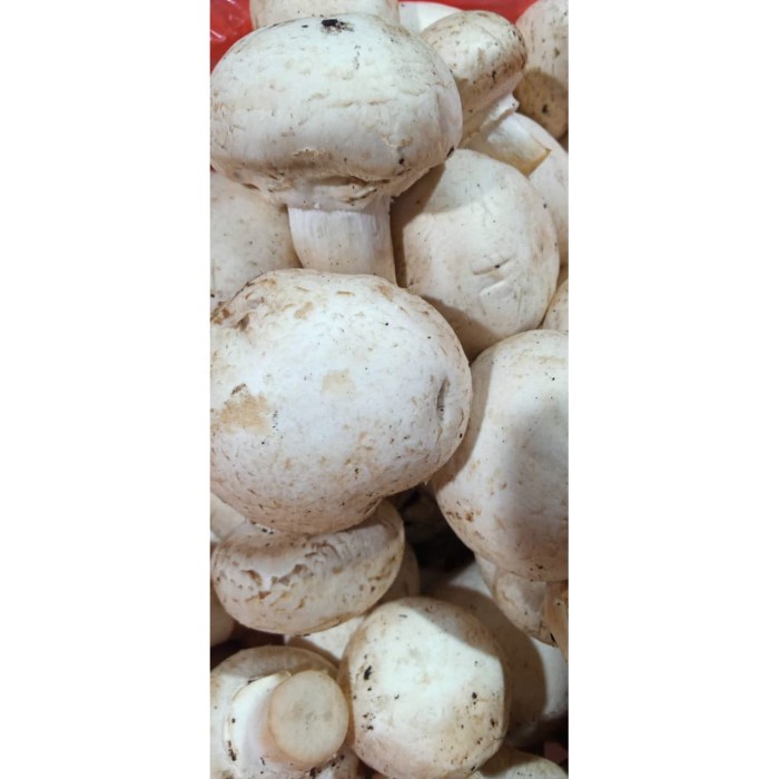 jamur kancing/ champignon fresh [mushroom champignon]