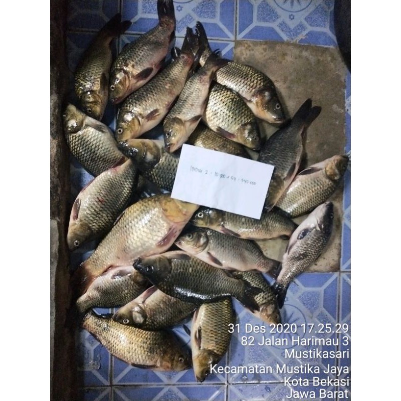 

Essen Ikan Mas Master Gurih Asam Amisan