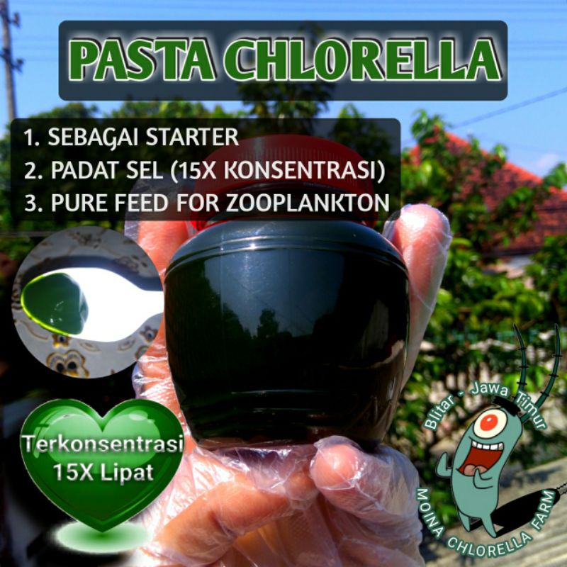 

PASTA CHLORELLA (Pakan Kutir)