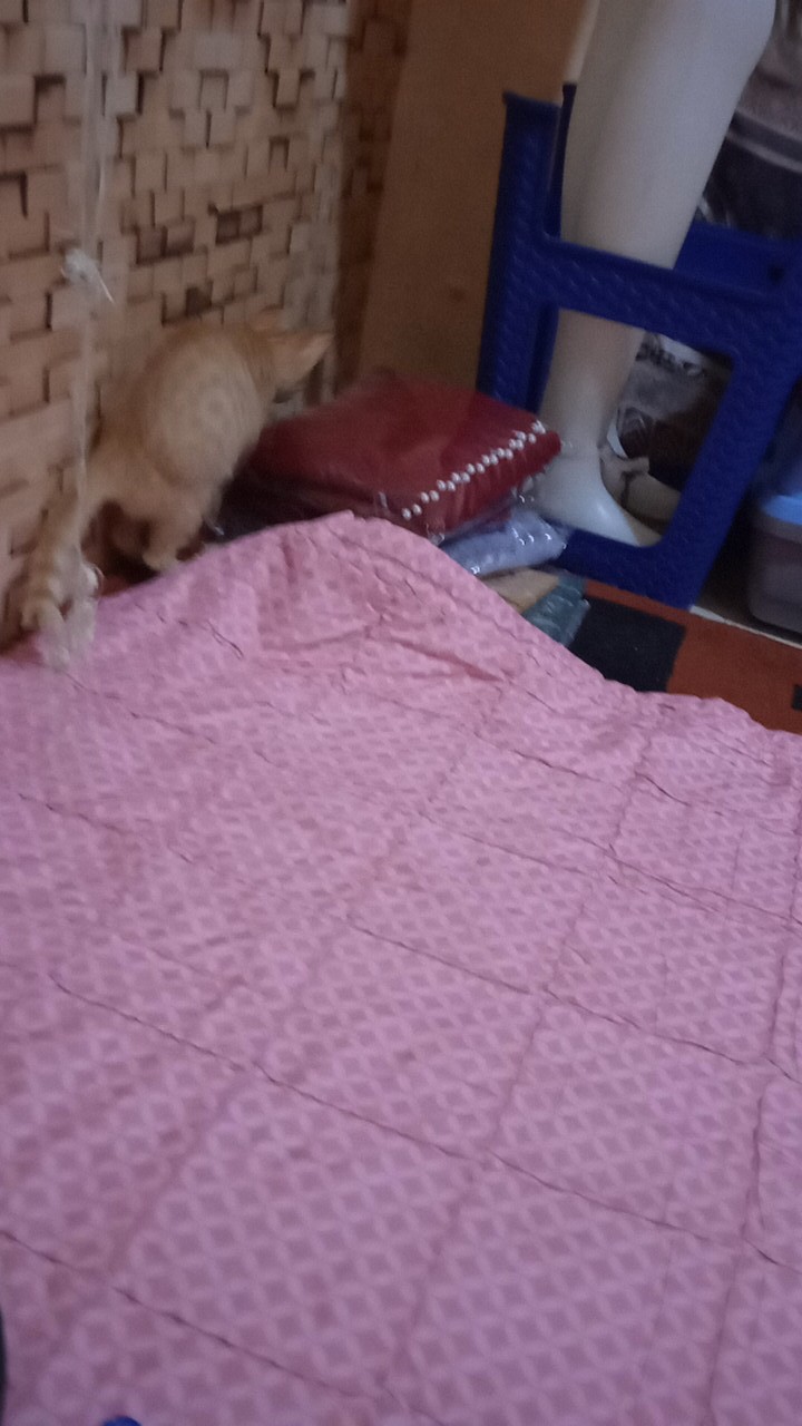 Diskon Bswart Batik Hrb026 Kenongo Hem Pendek Padi Pekalongan M L Xl Batik Pria Murah Modern Grosir