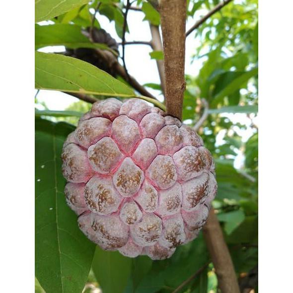 Bibit Buah Srikaya Merah