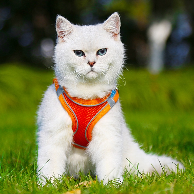 Tali Tuntun Rompi Harness Kucing Tali Kucing Harness Tali Tuntun Harness Kucing Anjing Rompi Glow In The Dark Harness Bahan Mesh Lembut Dengan Busa Untuk Anjing Kucing Ukuran Kecil Sedang