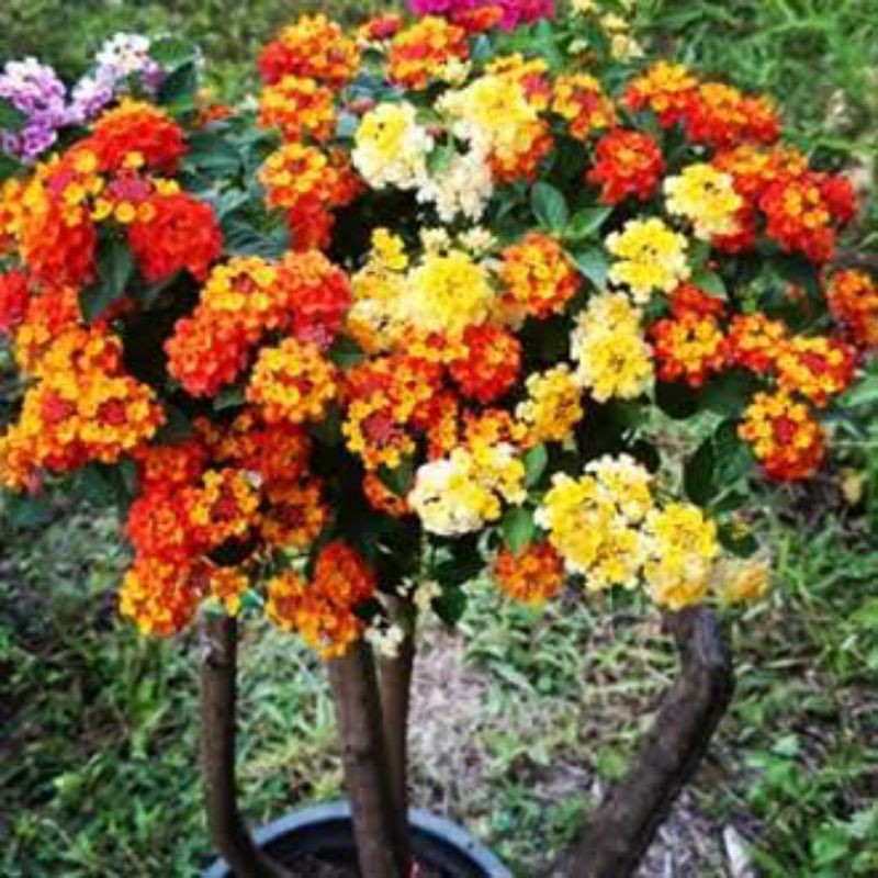 Bonsai Lantana siap pajang 2-3 Warna