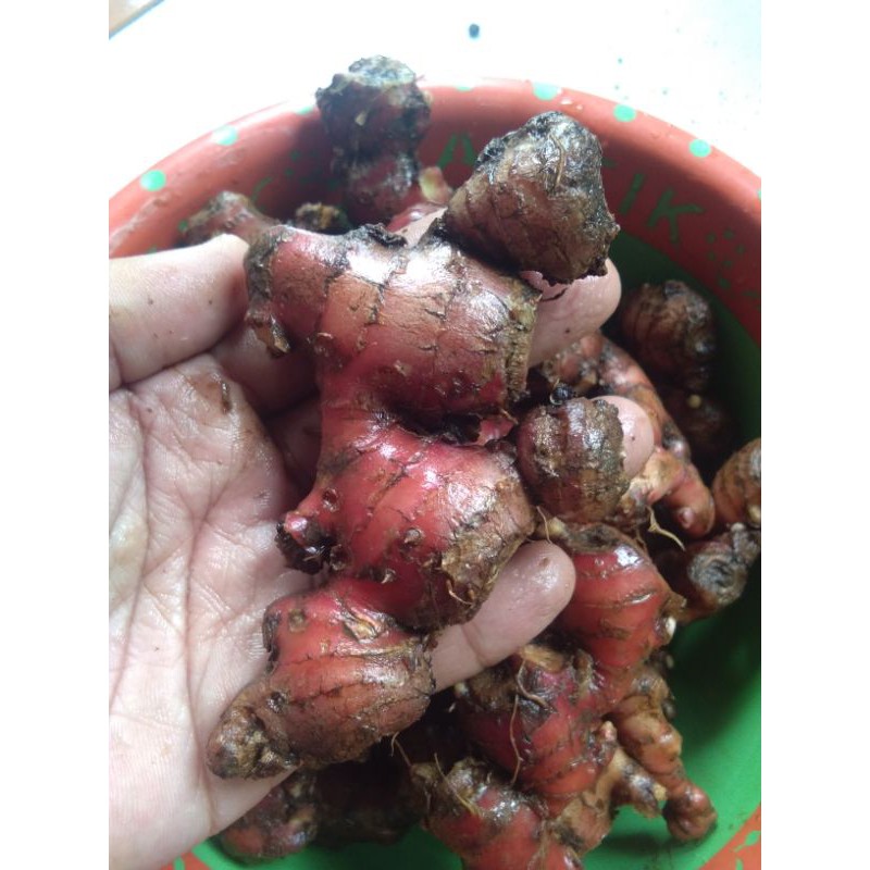 

JAHE MERAH SEGAR / JAHE MERAH ASLI