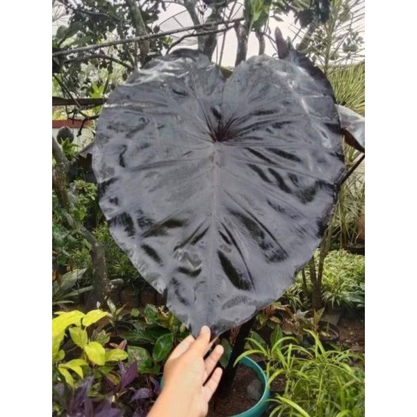 COLOCASIA BLACK CORAL