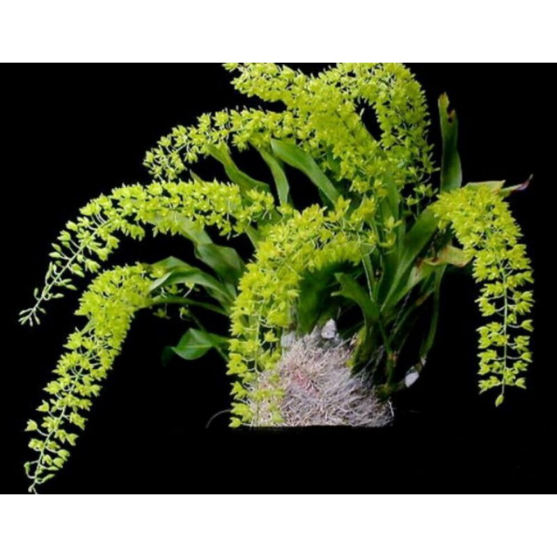 Anggrek GrammatophyllumCitrinum