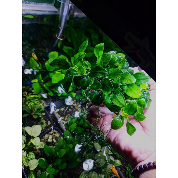 Anubias petit clump