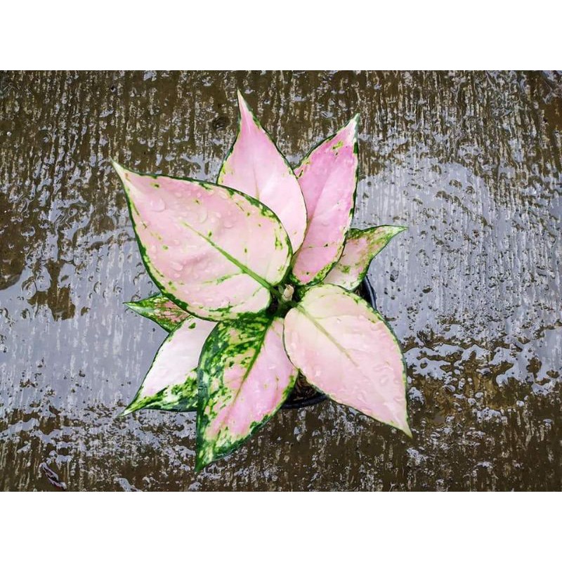 bunga aglonema pink yulia_bunga aglonema pink yulia