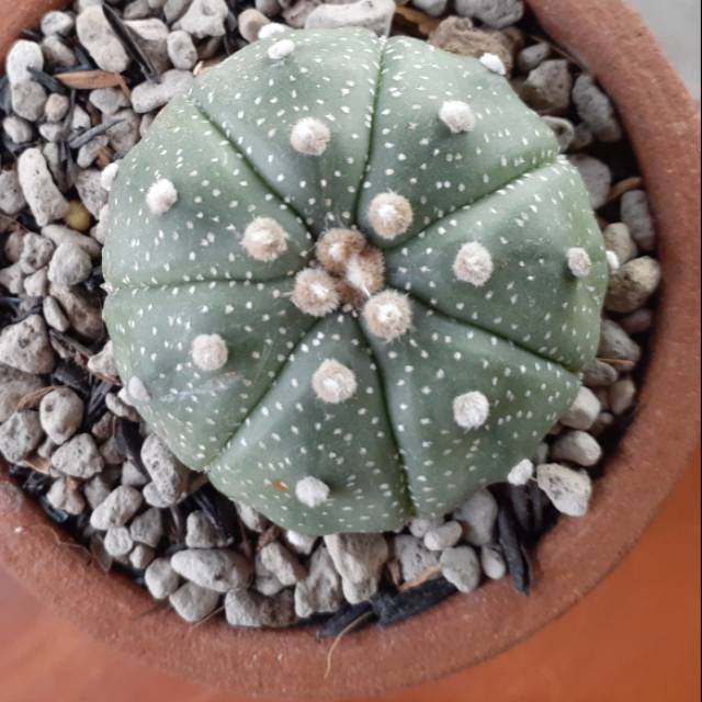 Tanaman kaktus : Astro ooibo kabuto