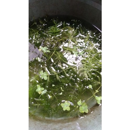 ganggang air tanaman air ganggang