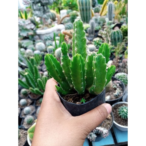 Kaktus Stapelia Gigantea / Kaktus Pisang