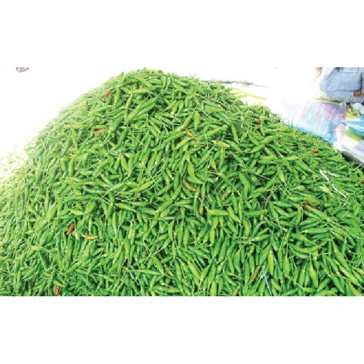 Cabe Rawit Hijau kecil