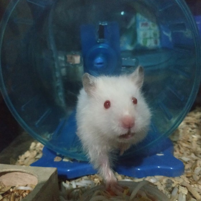 r101tr Hamster Syrian Anggora Jinak - Anakan Sv201Sd