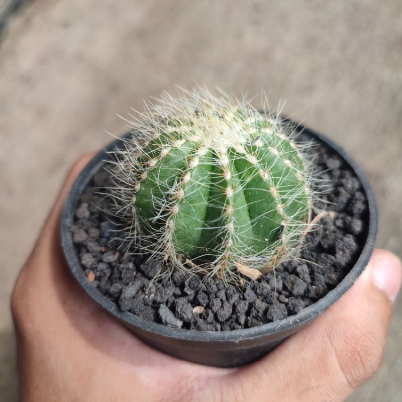 Notocactus magnificus ownroot/Kaktus noto