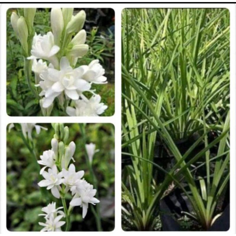 bibit bunga SEDAP MALAM (wangi)