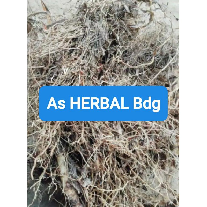 

Akar sereh merah serai merah sereh wangi 300 gram-az