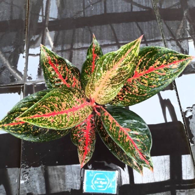 anakan 1/4 daun aglonema legacy