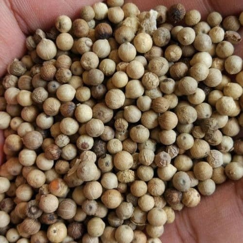 

ds001vv Grosir Lada Putih Bangka Asli Butir / Biji Fsfs201