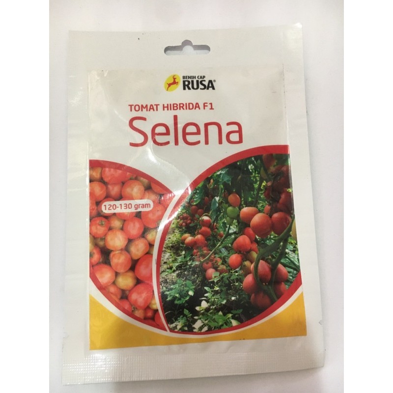 Benih tomat F1 hibrida SELENA
