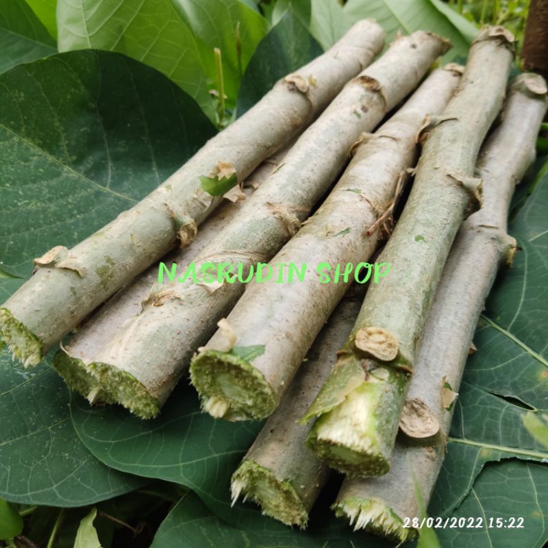 

[Fresh] BIBIT SINGKONG KARET BIBIT STEK SINGKONG KARET UNTUK SAMBUNGAN DAN SAYURAN
