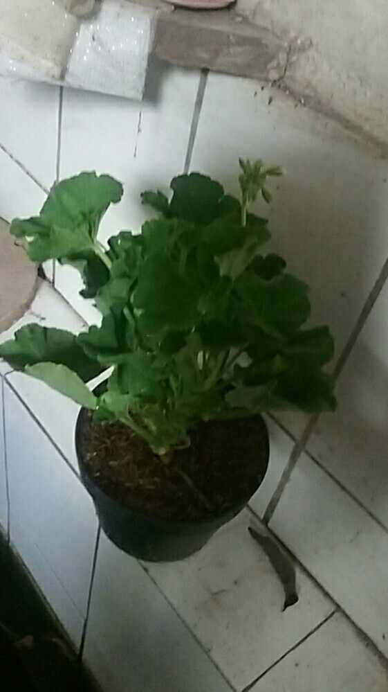 Tanaman Hias Bunga Geranium Import.