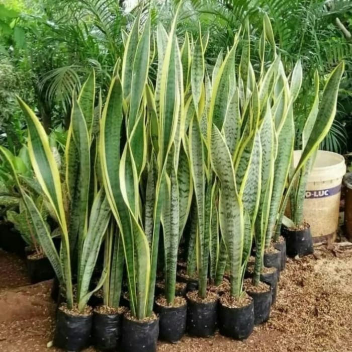 Jual Tanaman Hias Lidah Mertua Sansevieria Kuning Cm Shopee Indonesia