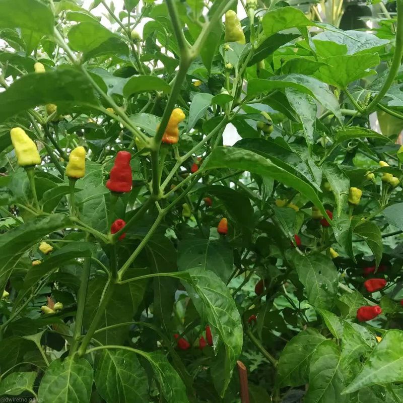 Tanaman buah cabai domba / cabai jablay /cabe jablay