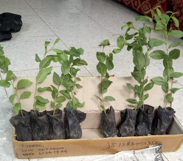 Bibit Bidara Arab/sidr 25-35cm