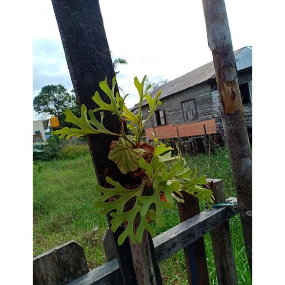 ((BISA COD)) Platycerium Ridleyi Mini Size (Minimal Pembelian 3 Pohon)