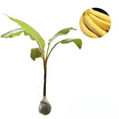bibit Pisang Cavendish tanaman buah