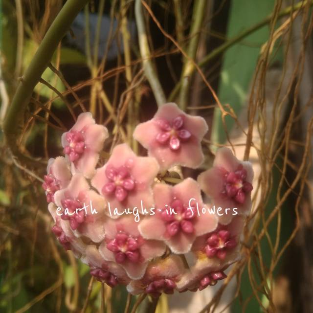 Hoya diversifolia