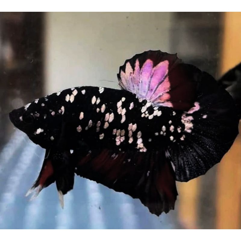 avatar cooper gold AVC AVCG bahan 5ekor