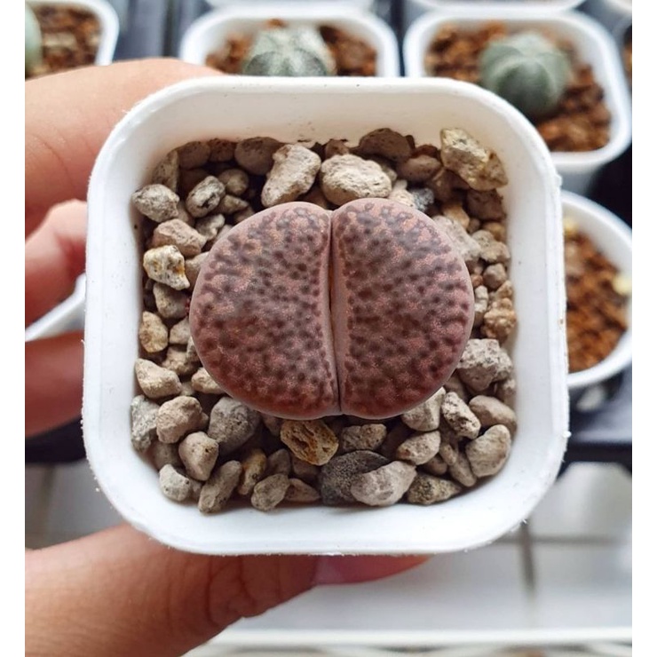 Living stone lithops jumbo bromfieldii v. Glaudinae merah/pink