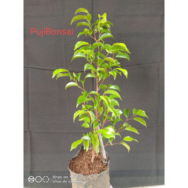 Bahan Bonsai Beringin Benjamina