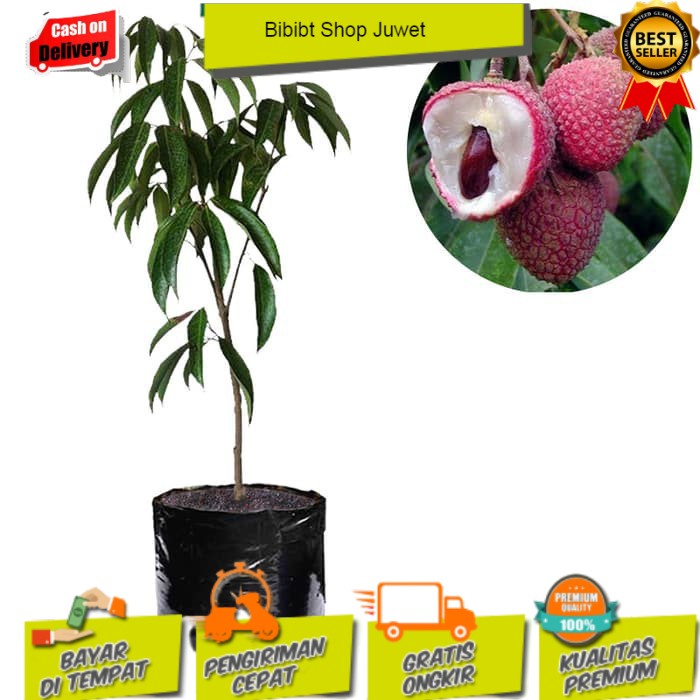 Bibit Leci Dataran Rendah